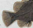 Remarkable Priscacara Serrata Fossil Fish - Wyoming #22446-1